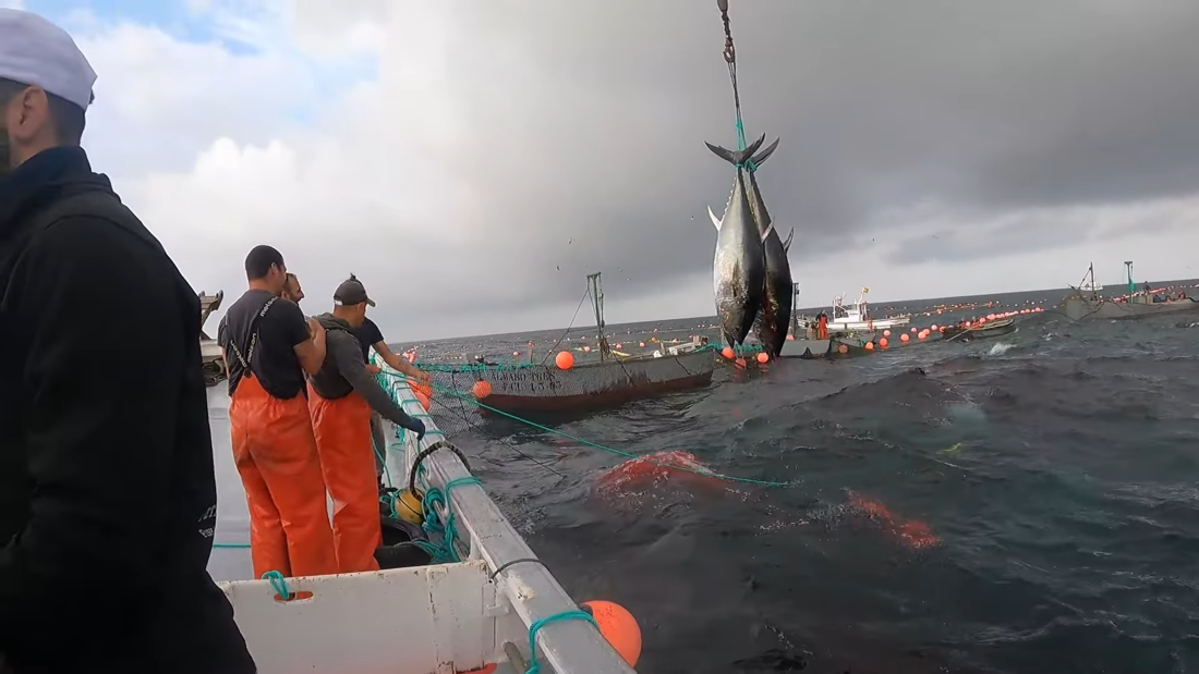 Pesca de atún rojo en almadraba de Barbate